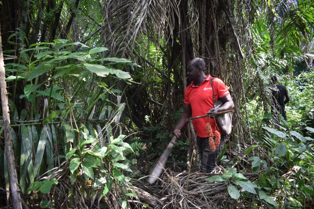 RDC / Forêts : Ces fruits, racines,… sauvages nutritifs et médicinaux, un long parcours et un gagne-pain dans les centres urbains (Partie II)