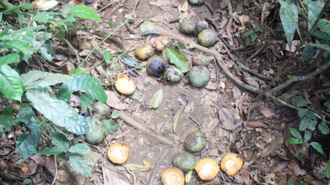 RDC / Forêts Ces fruits, racines… nutritifs et médicinaux menacés de