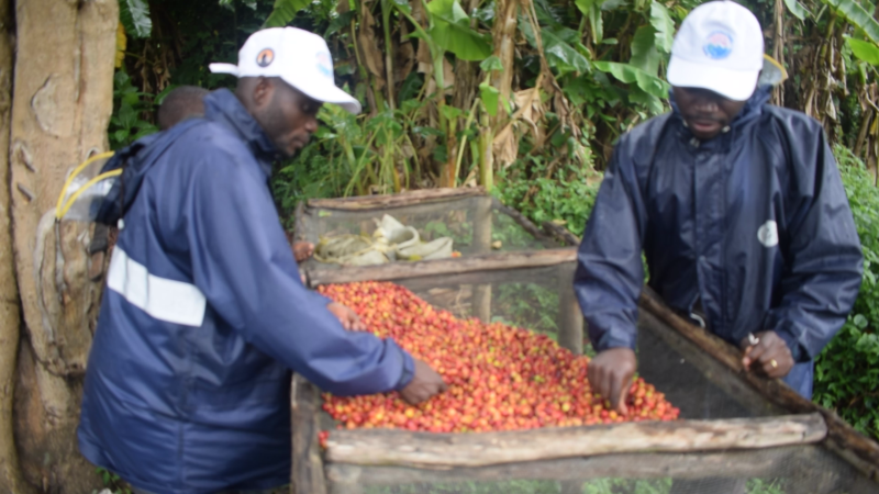 Comment l’eau améliore le café de spécialité de Ruwenzori dans l’est de la RDCongo