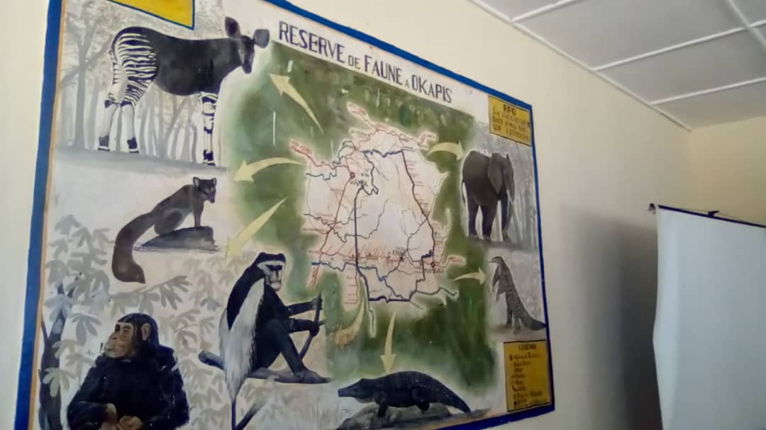 RDC / Environnement : 30 ans d’existence de la Réserve de Faune à Okapi (RFO)