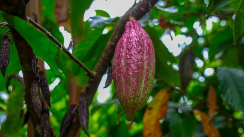 Tshopo : La Cacaoyère de Bengamisa en pleine campagne de récolte