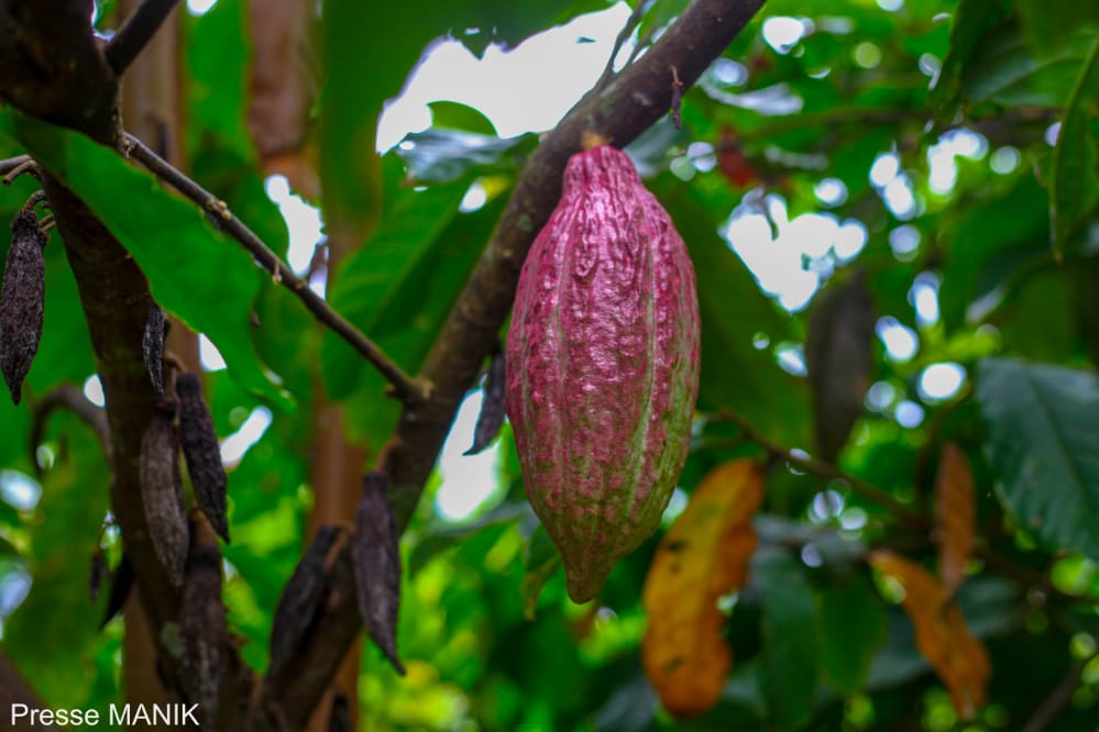 Tshopo : La Cacaoyère de Bengamisa en pleine campagne de récolte